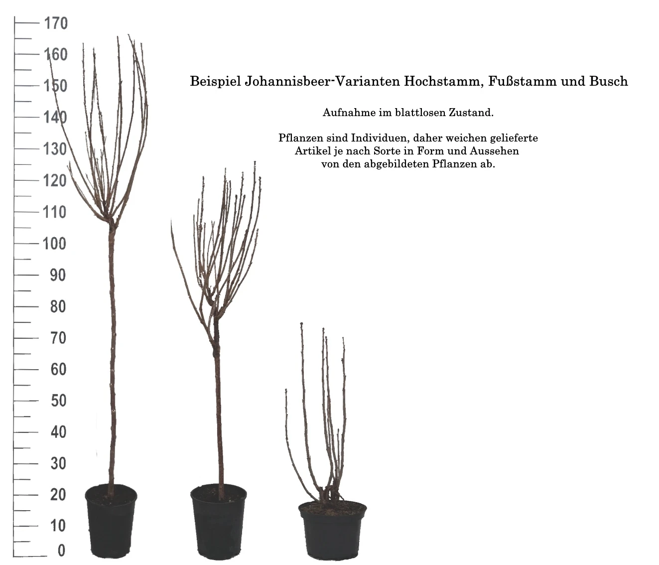 Rolan Ribes Rubrum `Rolan´ â Bild 5