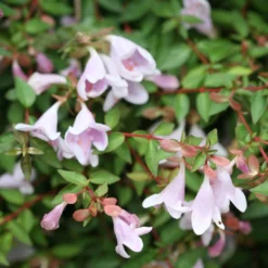 Abelie `Pinky BellsŽ´ Abelia Grandiflora