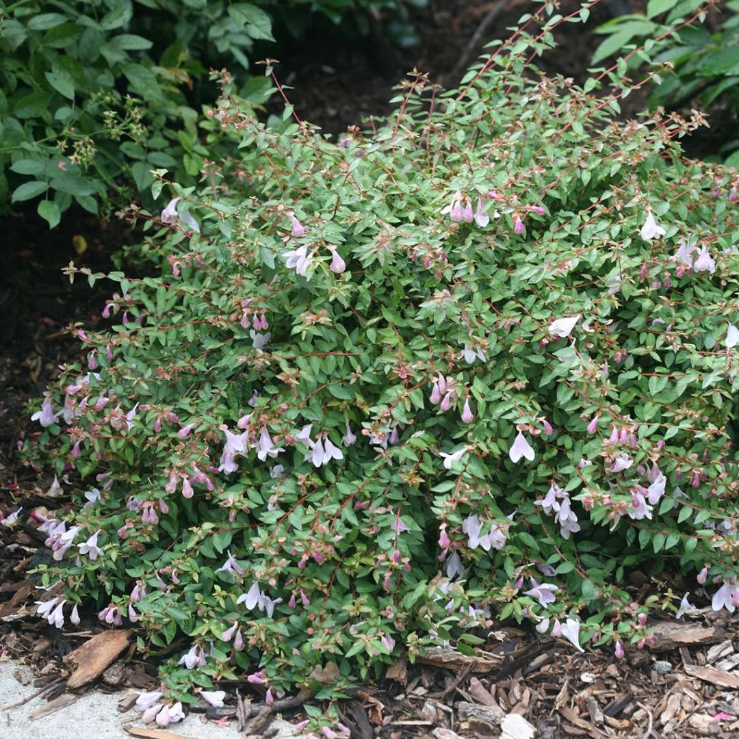 Abelie `Pinky Bells®´ Abelia Grandiflora – Bild 2