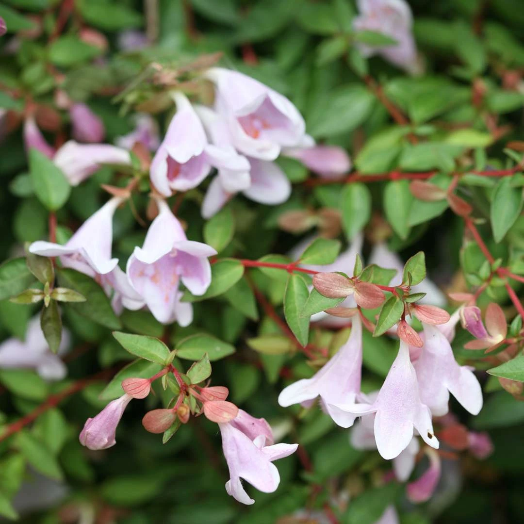 Abelie `Pinky Bells®´ Abelia Grandiflora