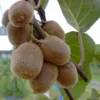 Kiwi Hayward (weiblich) Actinidia Chinensis `Hayward´