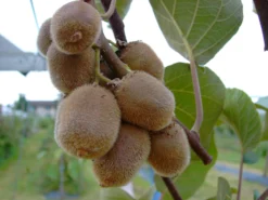 Kiwi Hayward (weiblich) Actinidia Chinensis `Hayward´