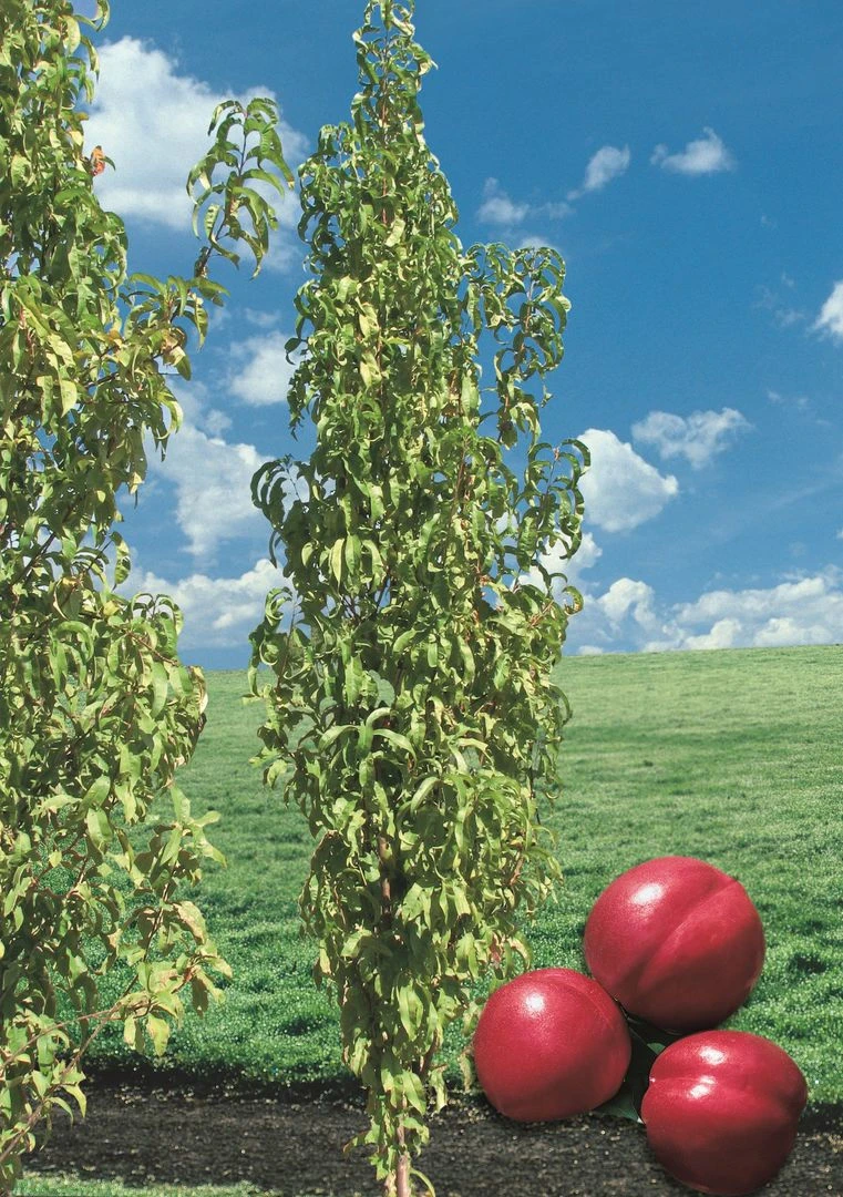 Säulen-Nektarine `Alice Col´ Ⓢ Prunus Nucipersica `Alice Col´ – Bild 2