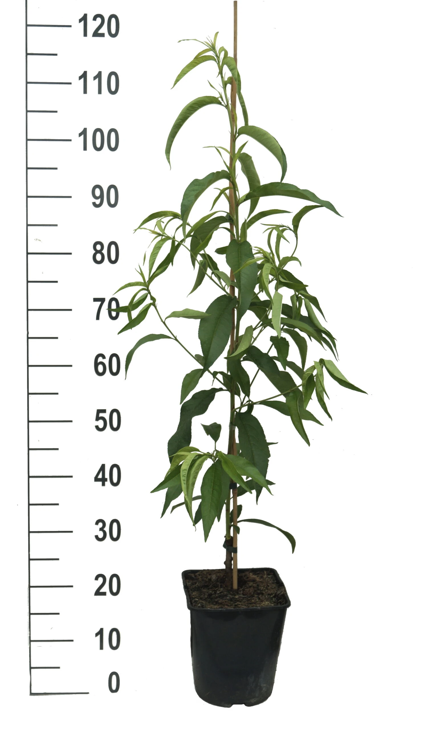 Säulen-Nektarine `Alice Col´ Ⓢ Prunus Nucipersica `Alice Col´ – Bild 4