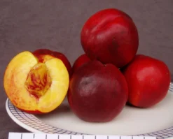 Säulen-Nektarine `Alice Col´ â Prunus Nucipersica `Alice Col´