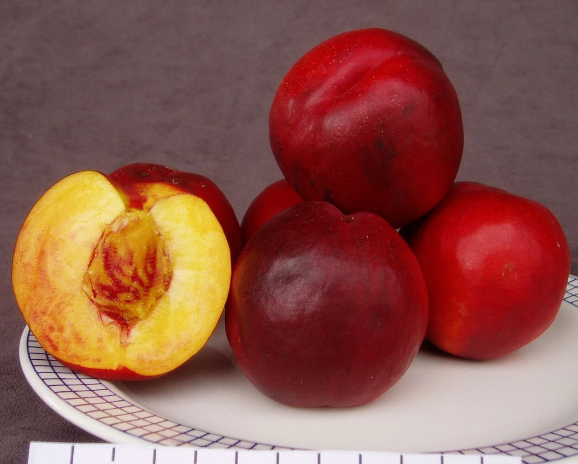 Säulen-Nektarine `Alice Col´ Ⓢ Prunus Nucipersica `Alice Col´