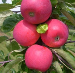 Allegro â Malus Domestica