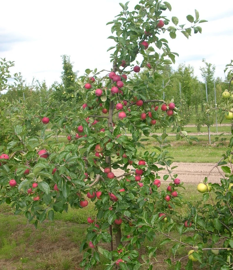 Allegro â Malus Domestica â Bild 2