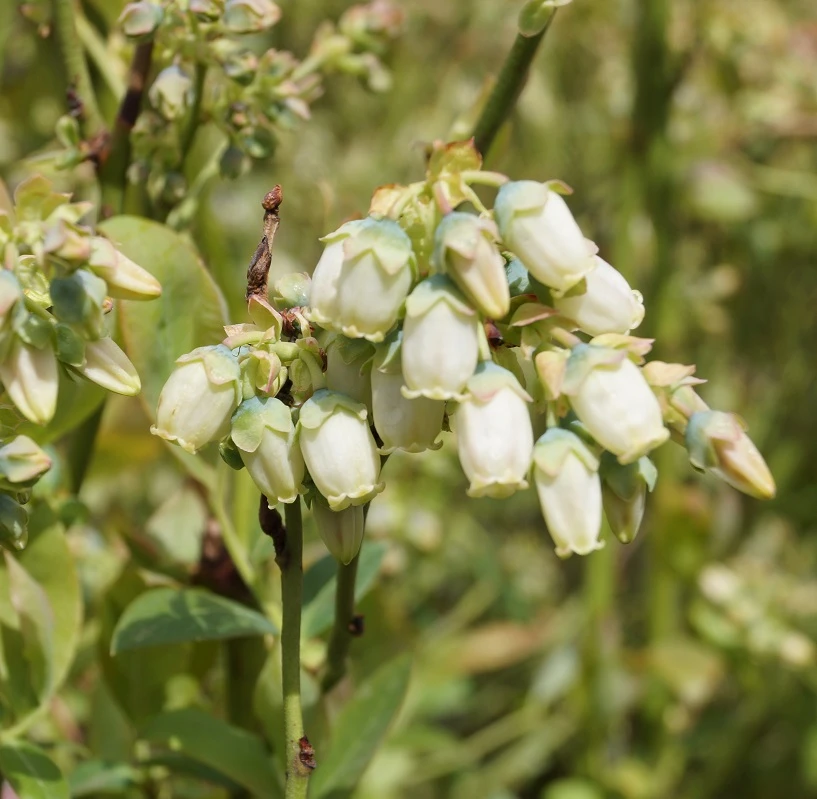 Heidelbeere `Ama´ Vaccinum Corymbosum `Ama´ – Bild 2