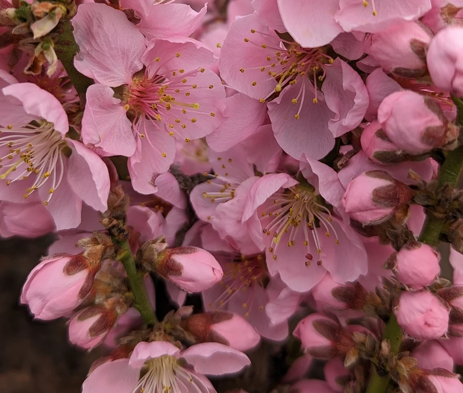 Zwergpfirsich `Amber® Pix ZeeⓈ´ Prunus Persica – Bild 4