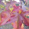 Amberbaum 140-160cm Liquidambar Styraciflua