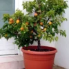 Zwerg-Aprikose `Garden Aprigold® ´ Prunus Armeniaca `Garden Aprigold´