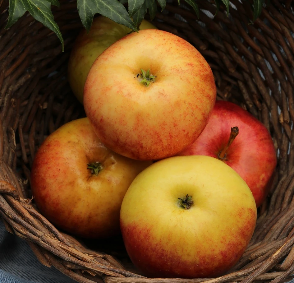 Säulenapfel Arbat ® Malus Domestica – Bild 2