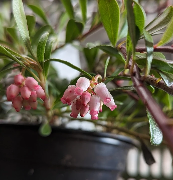 Echte Bärentraube Arctostaphylos Uva-ursi – Bild 3