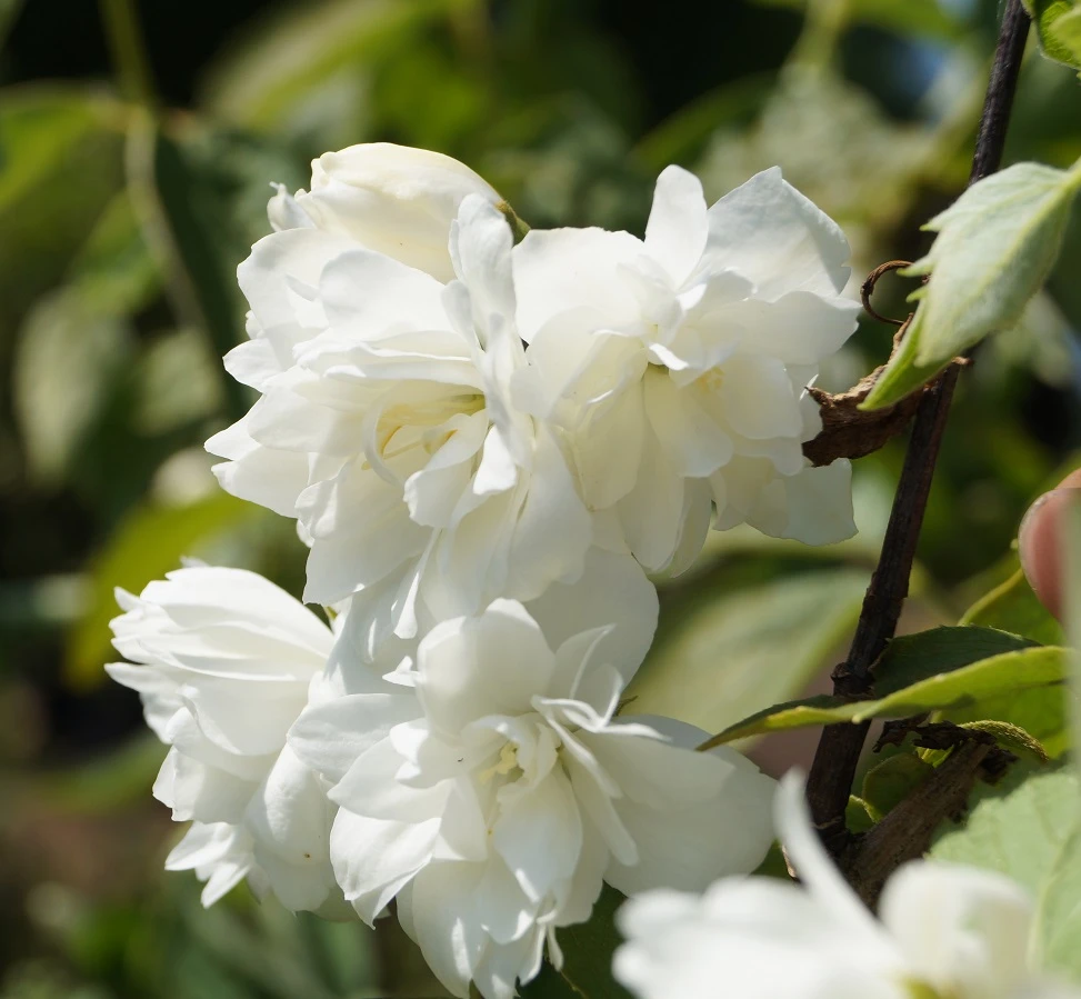 Bauern-Jasmin `Schneesturm´ Philadelphus Coronarius `Schneesturm´ – Bild 2