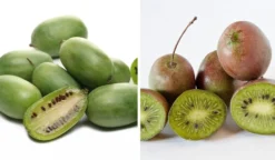 Bayernkiwi 3er-Set Mit Großfrüchtigen Sorten Actinidia Arguta