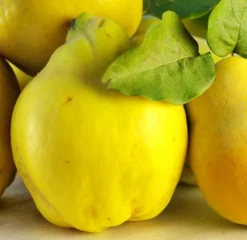 Bereczki Birnenquitte Cydonia Oblonga `Bereczki´