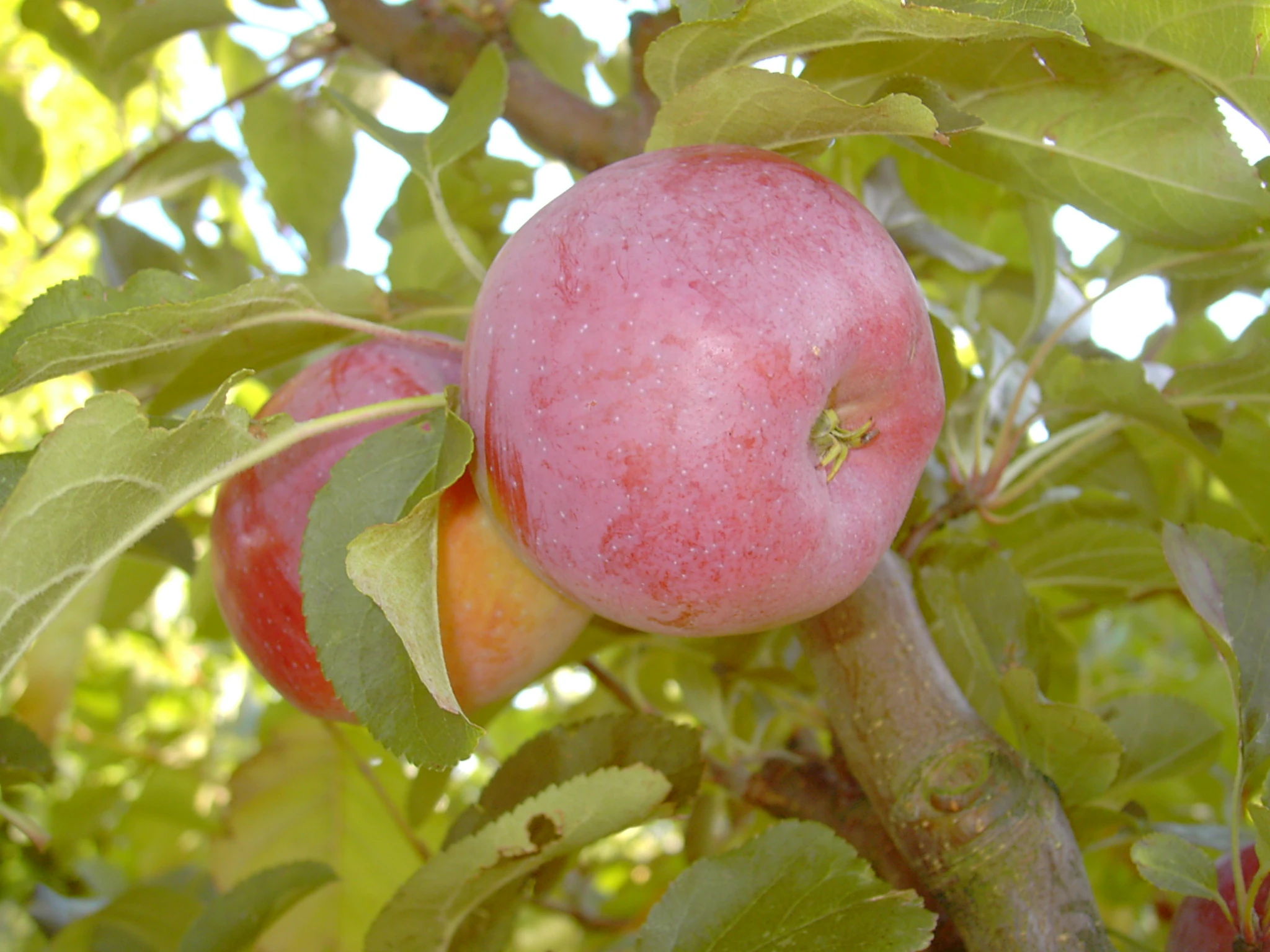 Berner Rosenapfel Malus Domestica – Bild 2