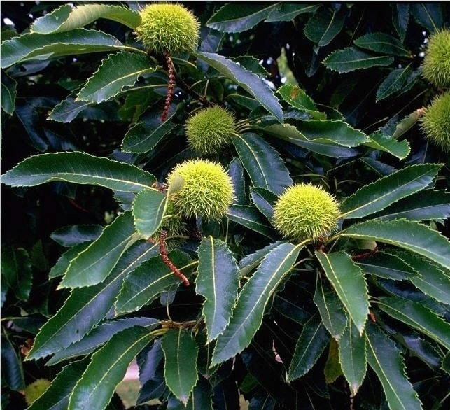 Esskastanie `Doré De Lyon´ Halbstamm Castanea Sativa `Dore De Lyon´ – Bild 2