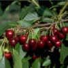 Große Schwarze Knorpelkirsche Prunus Avium `Große Schwarze Knorpelkirsche´