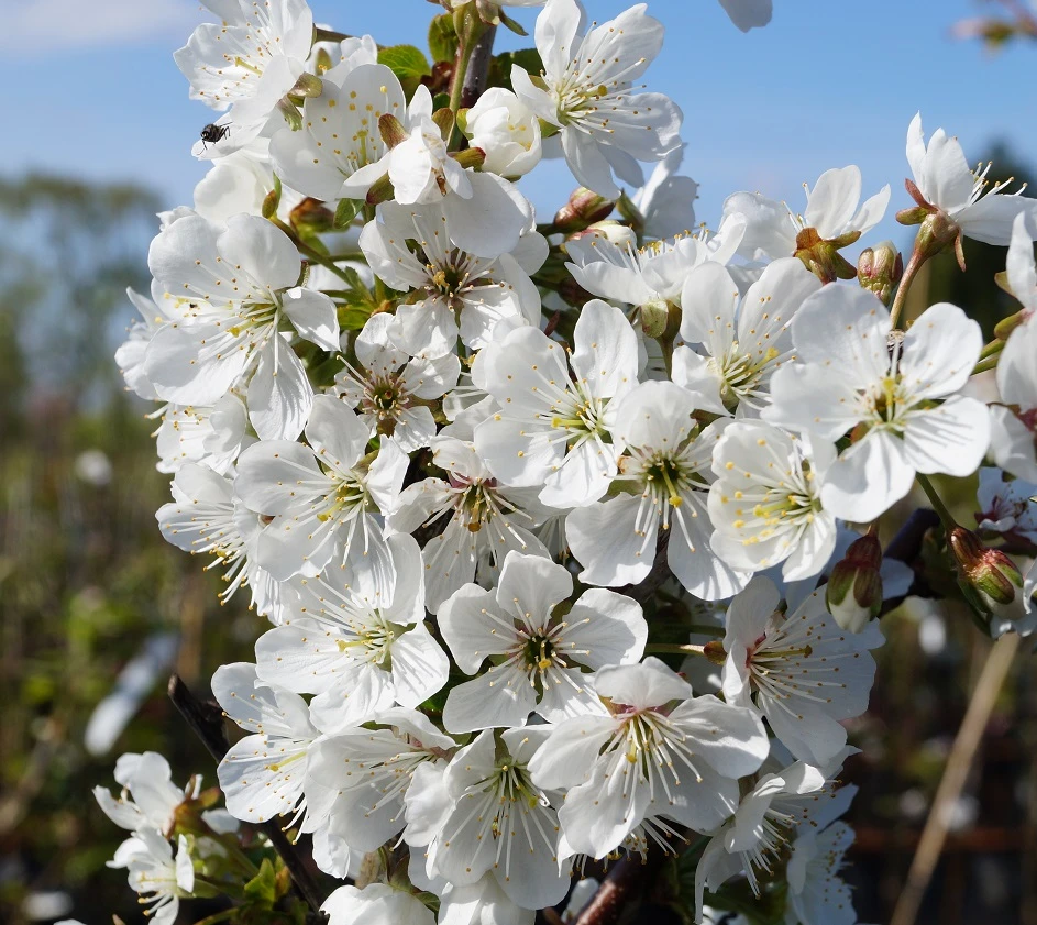 Morellenfeuer Prunus Cerasus `Morellenfeuer´ – Bild 2