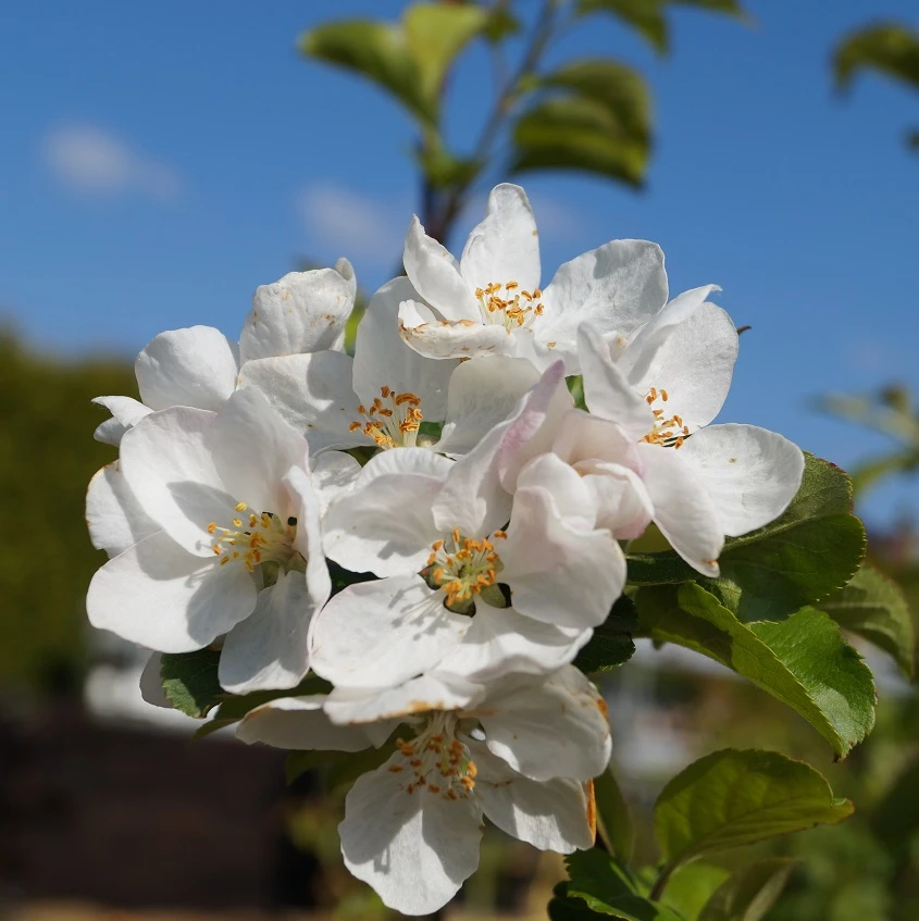 Zierapfel `Red Sentinel´ Malus `Red Sentinel´ – Bild 3
