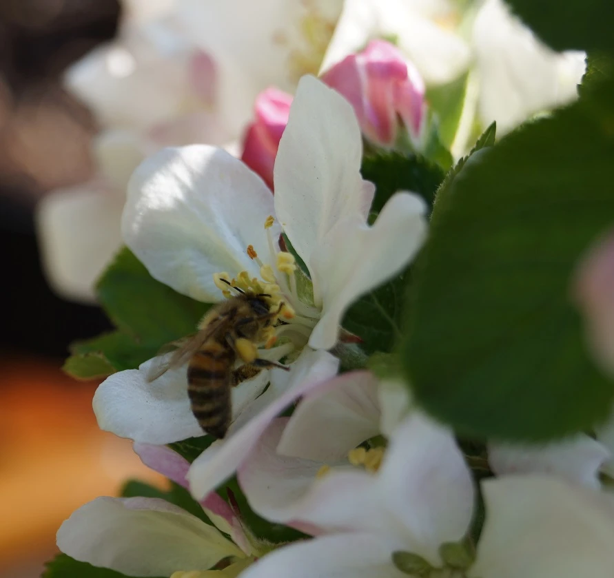 Säulenapfel `Rondo´ Malus Domestica `Rondo´ – Bild 4