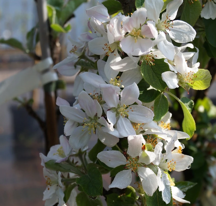 Säulenapfel `Rondo´ Malus Domestica `Rondo´ – Bild 5