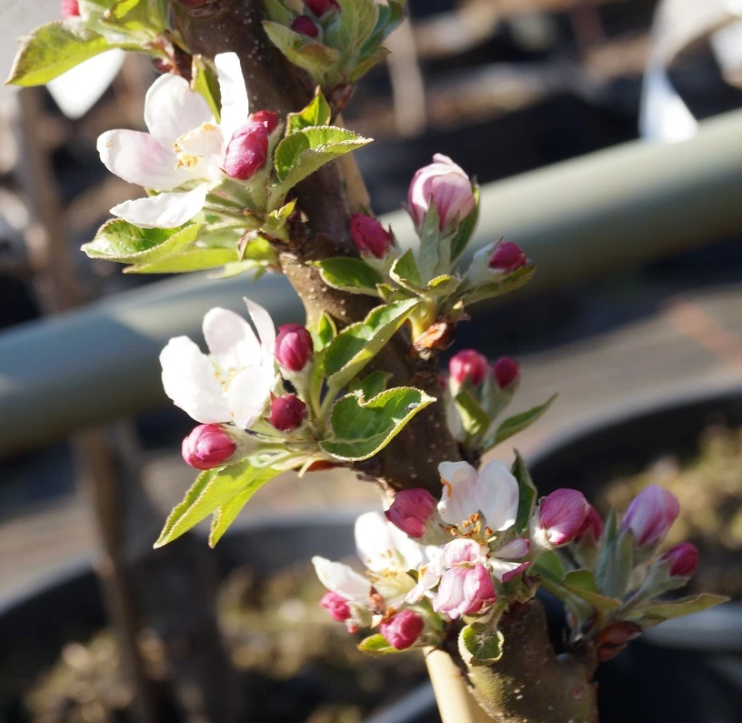 Säulenapfel Rhapsodie Ⓢ Malus Domestica – Bild 2