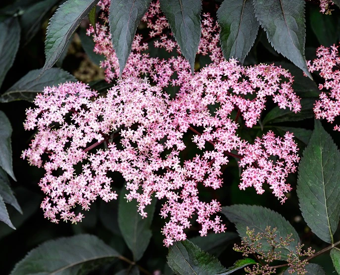 Rotblättriger Holunder `Black Beauty´ Sambucus Nigra `Black Beauty´