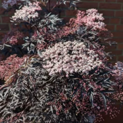 Holunder Black Lace ® Sambucus Nigra `Black Lace´