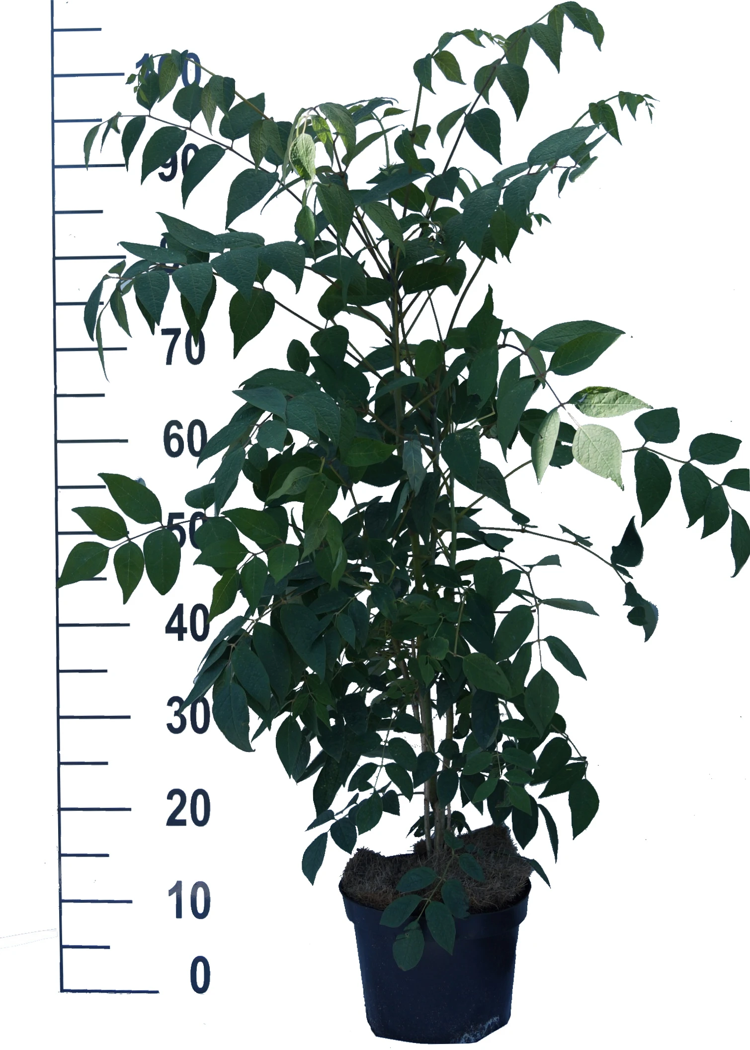 Blauschote / Blaugurkenbaum Decaisnea Fargesii â Bild 3