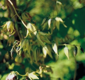 Blauschote / Blaugurkenbaum Decaisnea Fargesii â Bild 2