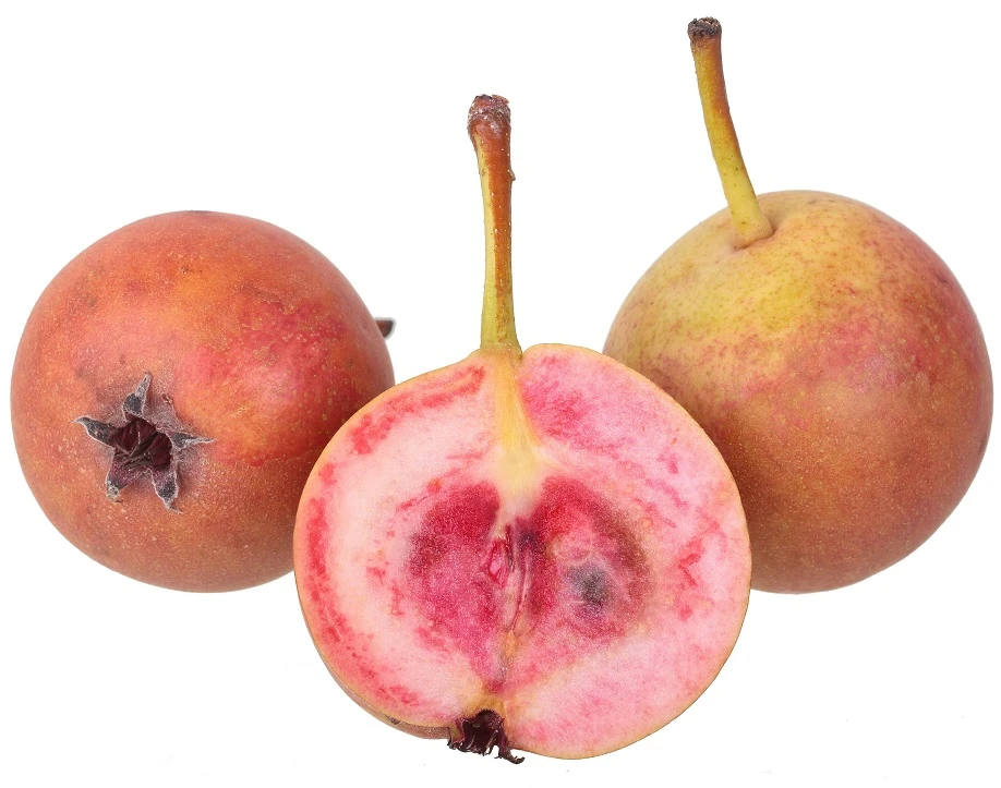 Sommer-Blut-Birne Pyrus Communis