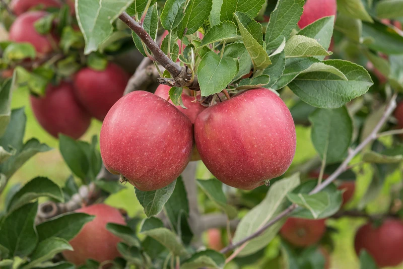 Braeburn Malus Domestica – Bild 2