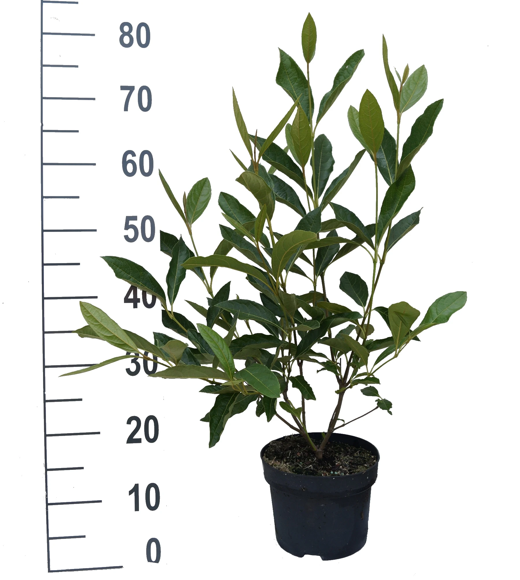 Amerikanischer Schneeball `Brandywine´ Viburnum Nudum `Brandywine´ – Bild 4