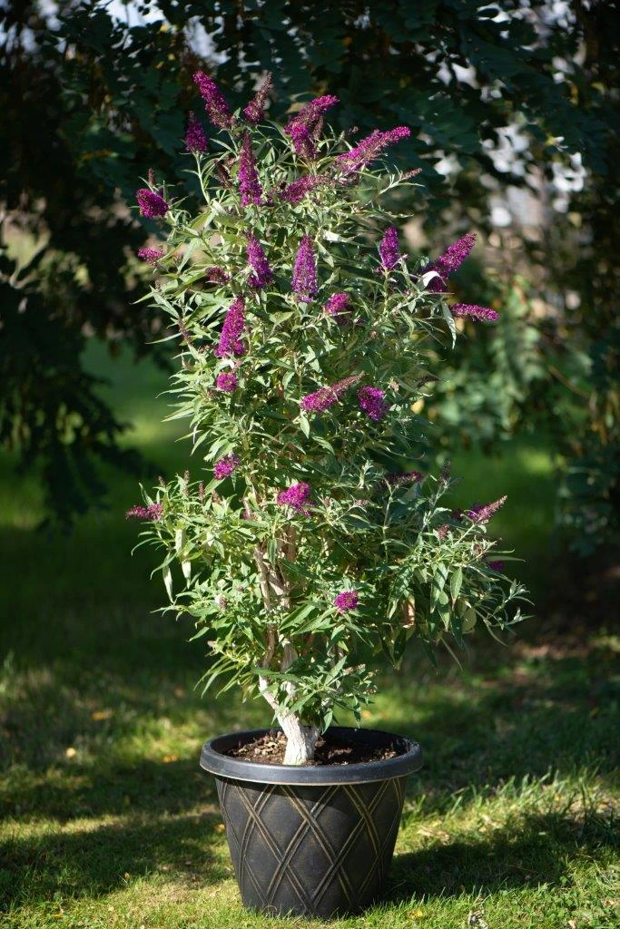 Säulen-Sommerflieder `Butterfly Tower´ Buddleja Davidii `Butterfly Tower´ – Bild 3