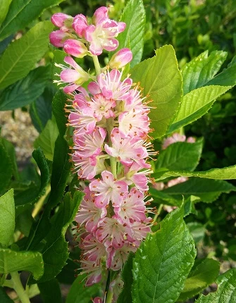 Zimterle - Clethra Clethra Alnifolia – Bild 3