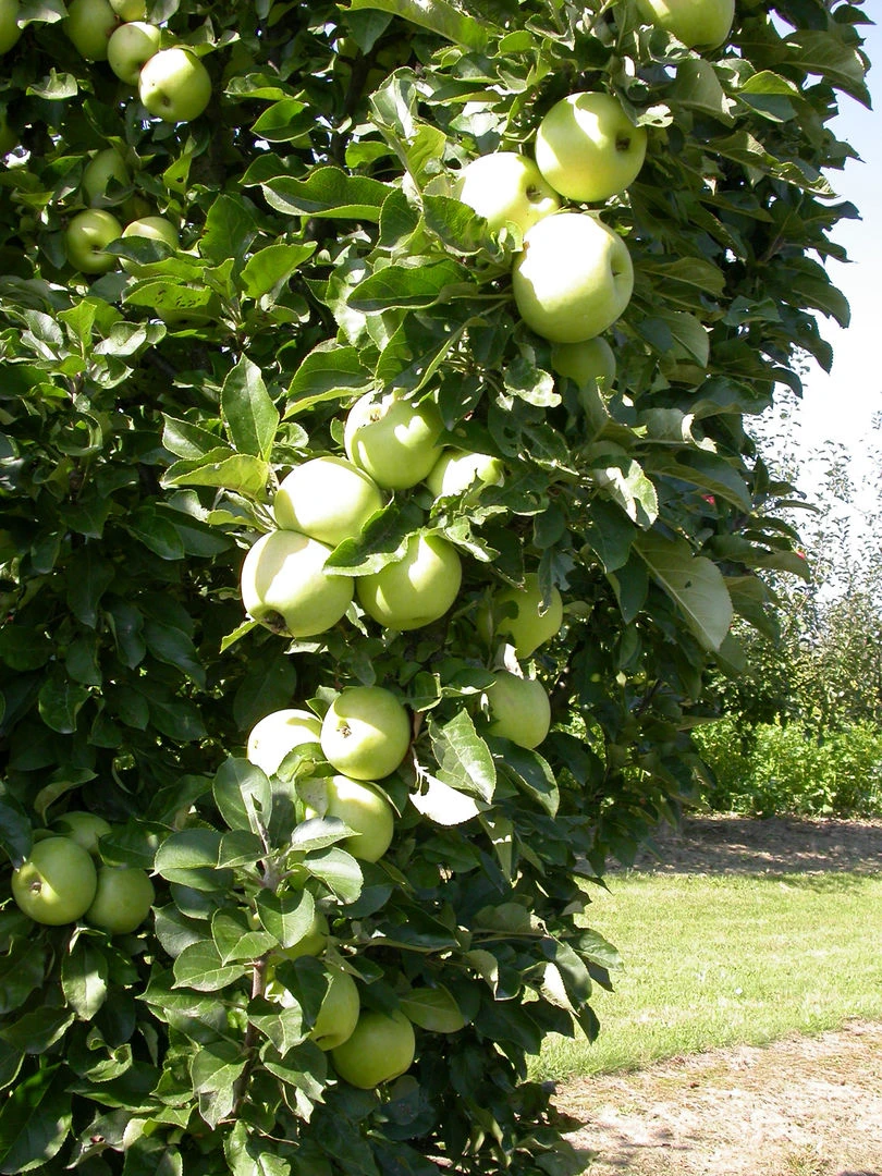 Zwergapfel `Cactus´ Malus Domestica `Cactus´ – Bild 4