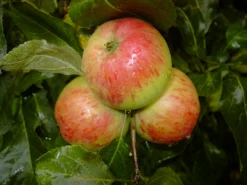 Carola Malus Domestica