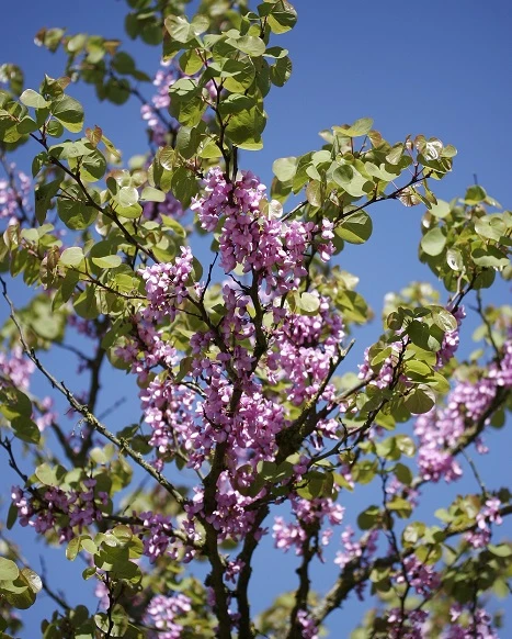 Judasbaum Cercis Siliquastrum – Bild 2