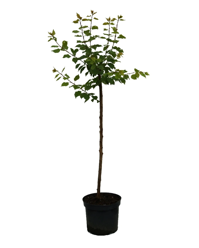 Aprikose `Colorado´ Prunus Armeniaca `Colorado´ – Bild 2