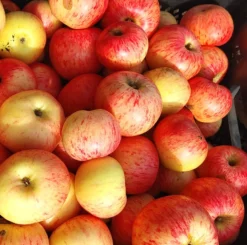 DĂĽlmener Rosenapfel Malus Domestica