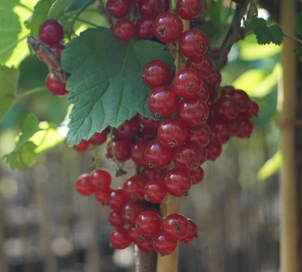 Rolan Ribes Rubrum `Rolan´ â Bild 3