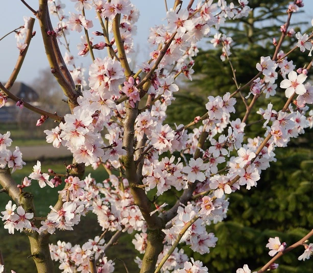Dürkheimer Krachmandel Prunus Dulcis `Dürkheimer Krachmandel´ – Bild 5