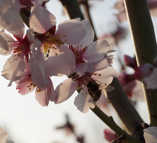 Dürkheimer Krachmandel Prunus Dulcis `Dürkheimer Krachmandel´ – Bild 4