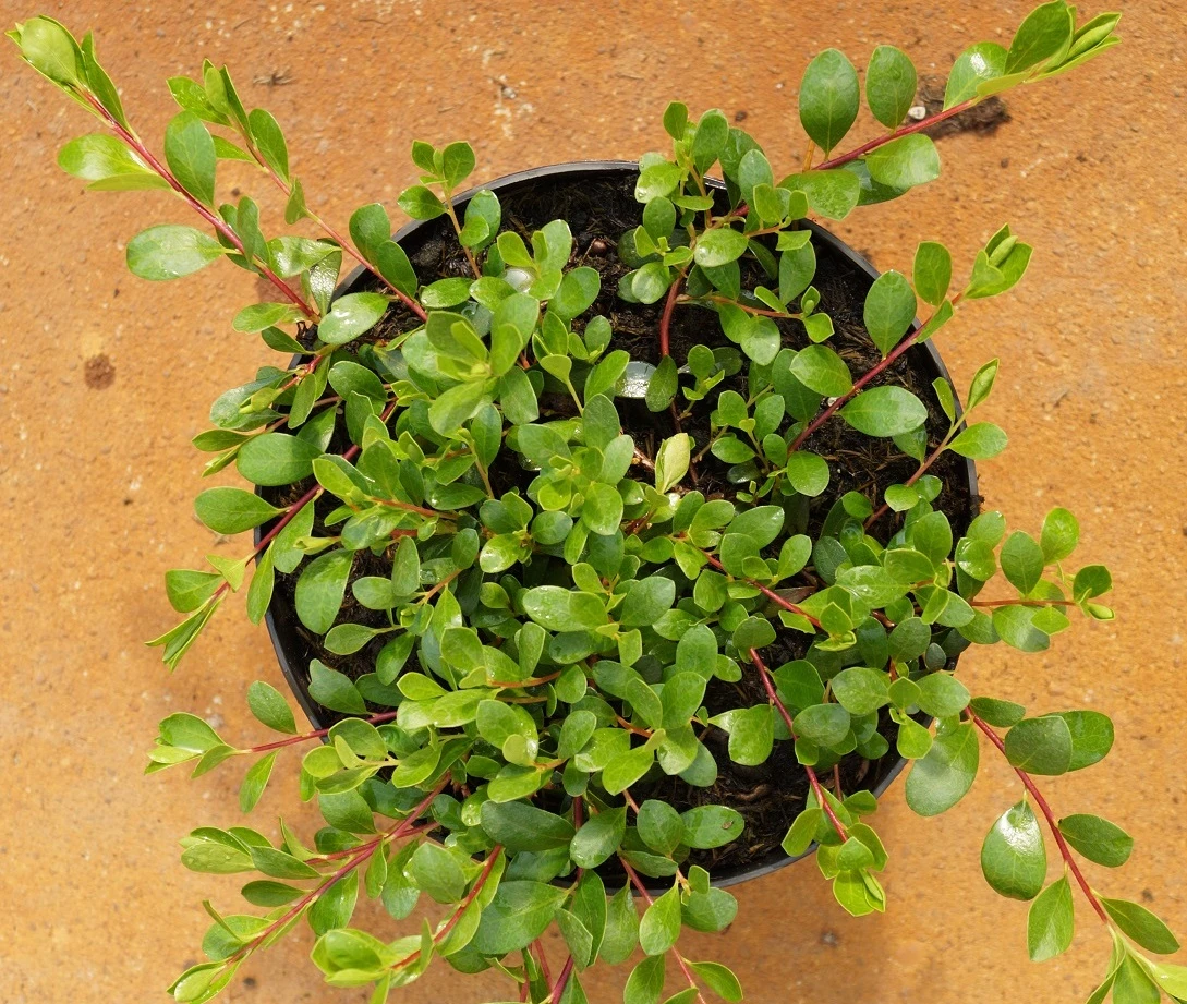 Echte Bärentraube Arctostaphylos Uva-ursi – Bild 2