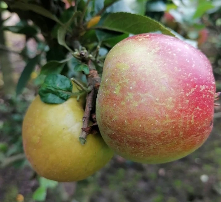 Zwergapfel Delgrina (R) Malus Domestica `Delgrina´ – Bild 2