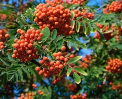 Essbare Eberesche `Rosina´ Sorbus Aucuparia