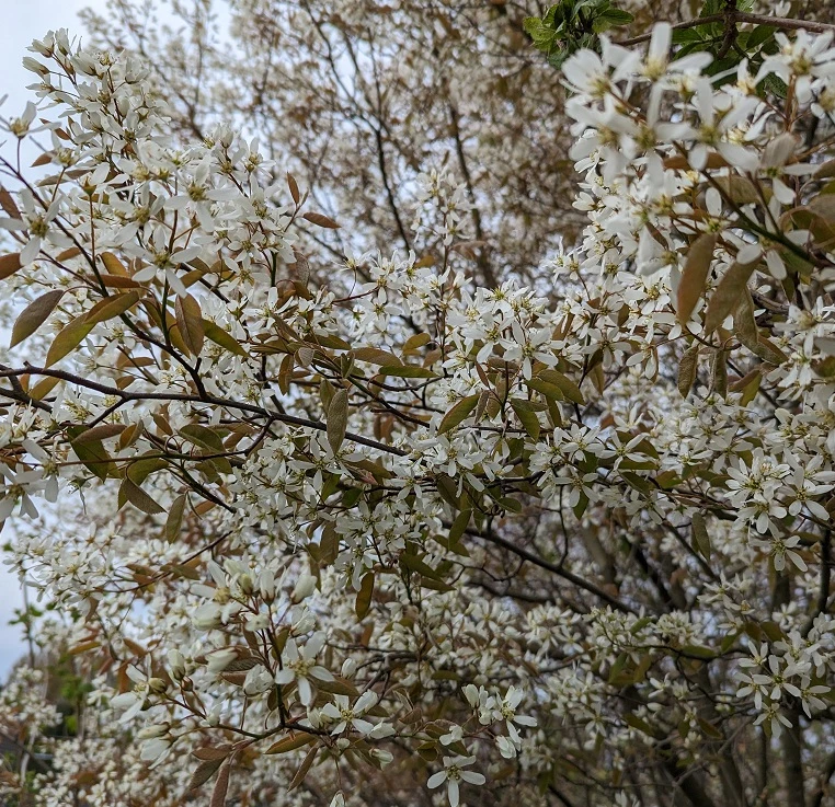 Prince William-Großfruchtige Felsenbirne Amelanchier `Prince William´ – Bild 5